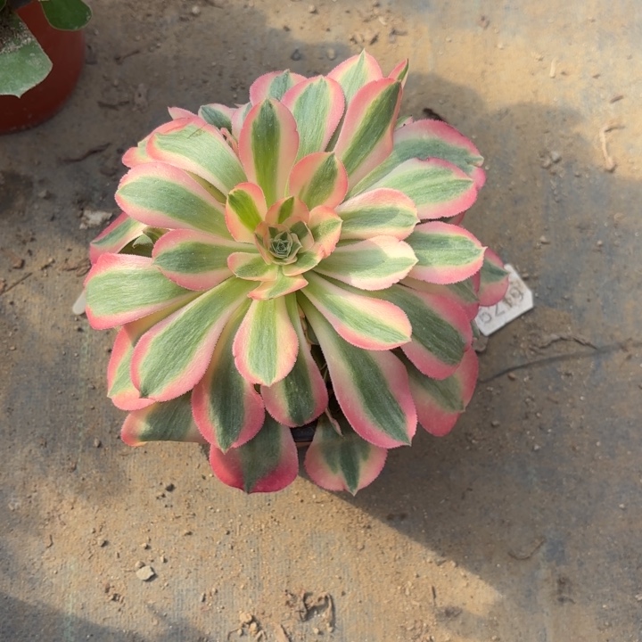 粉女巫多肉法师量拍