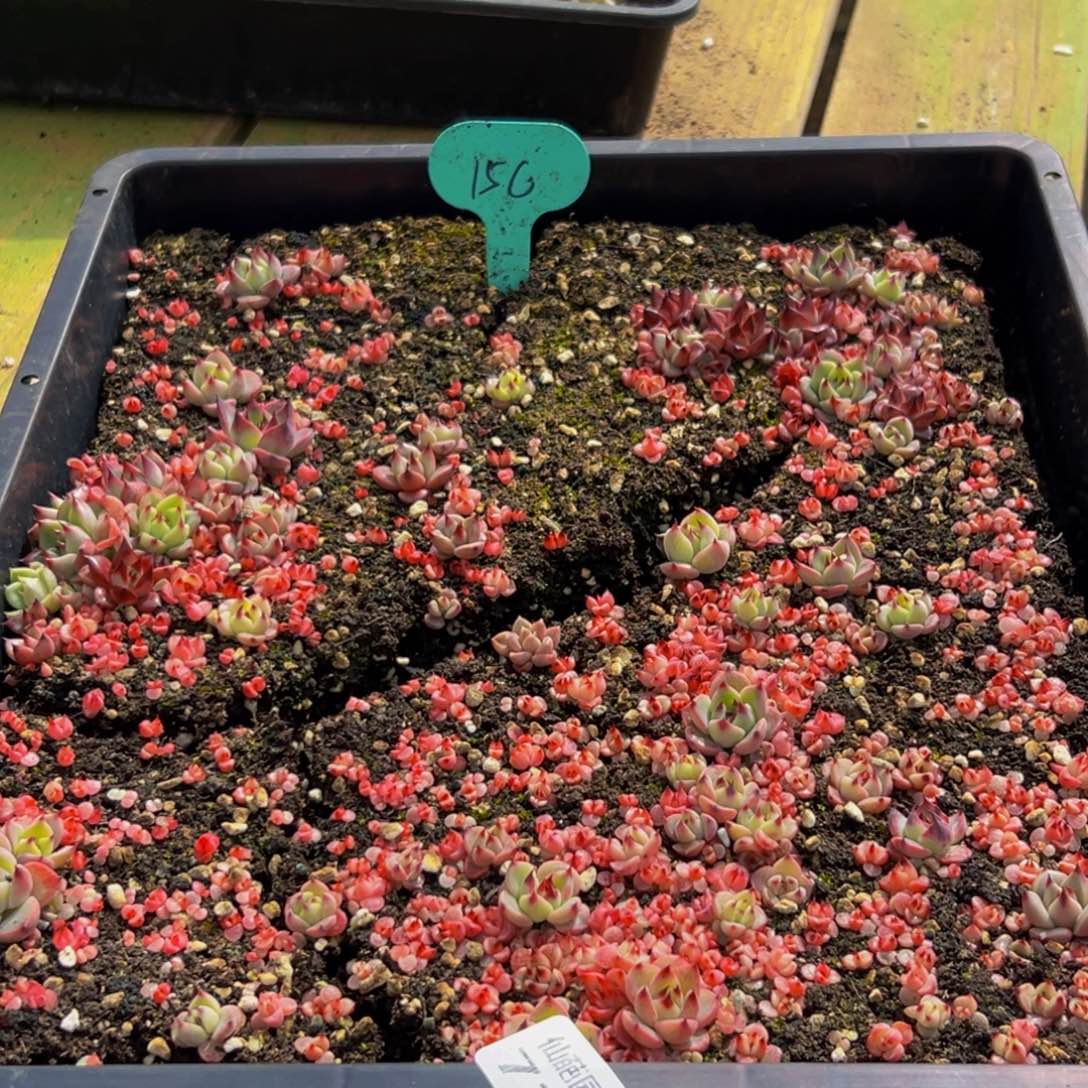 714的最后一天了啊我真的