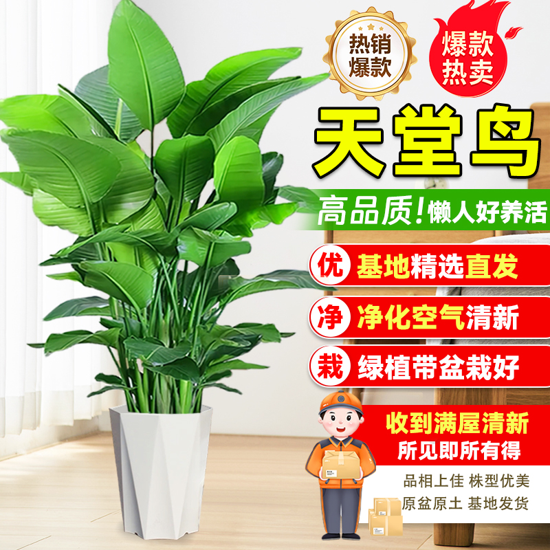 【送货上门】北欧A级1.2-1.4米天堂鸟盆栽办公室内绿植花卉净化空气