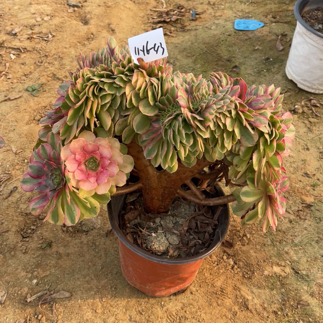 用***911-16-43雨荷缀化法师锦