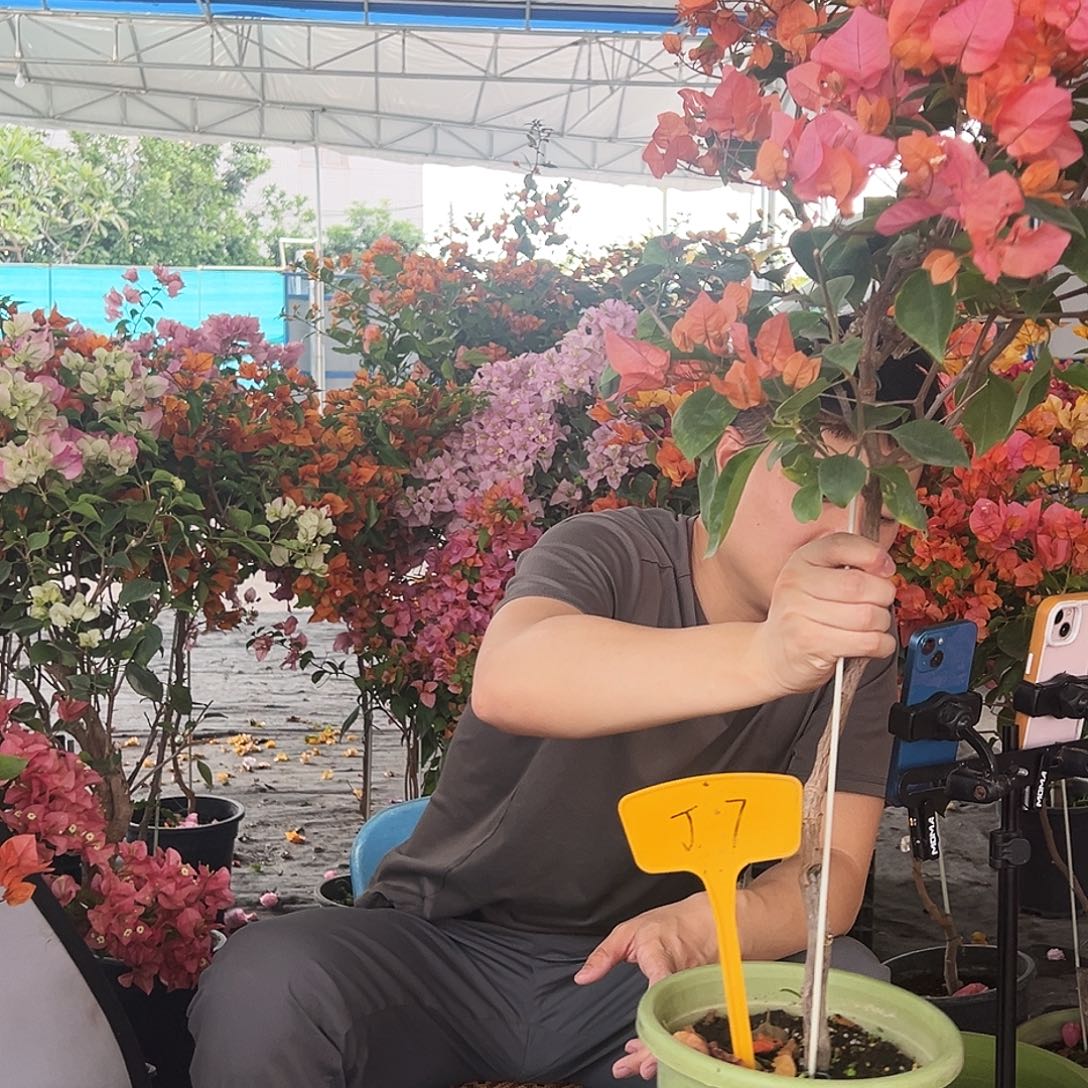 K***大部分花苞少量开放J7bomq