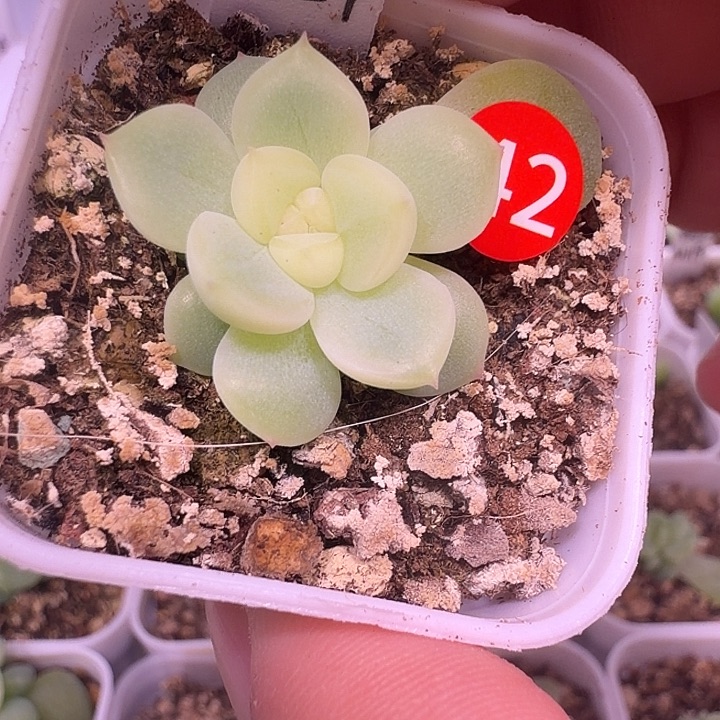 铁锤133一物一拍四方