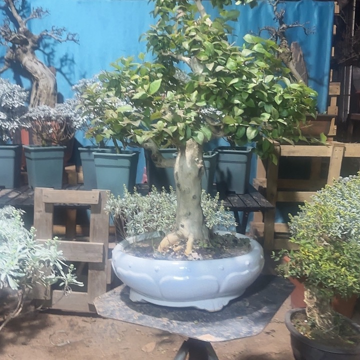 杰***无花朵哈哈哈哈哈哈