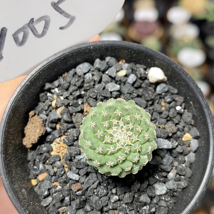 1005号实生菊水2cm
