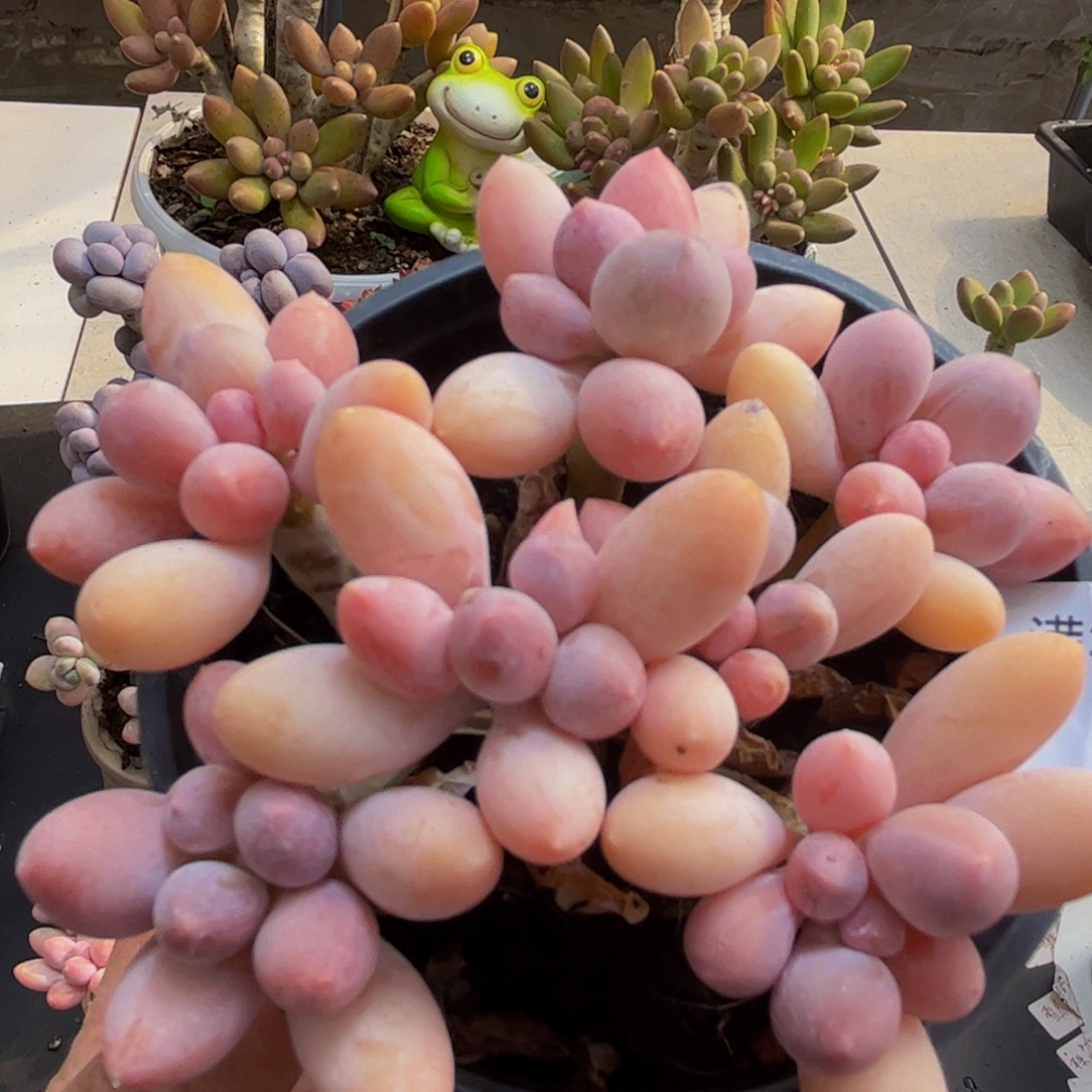 927/8cm香水手指多肉