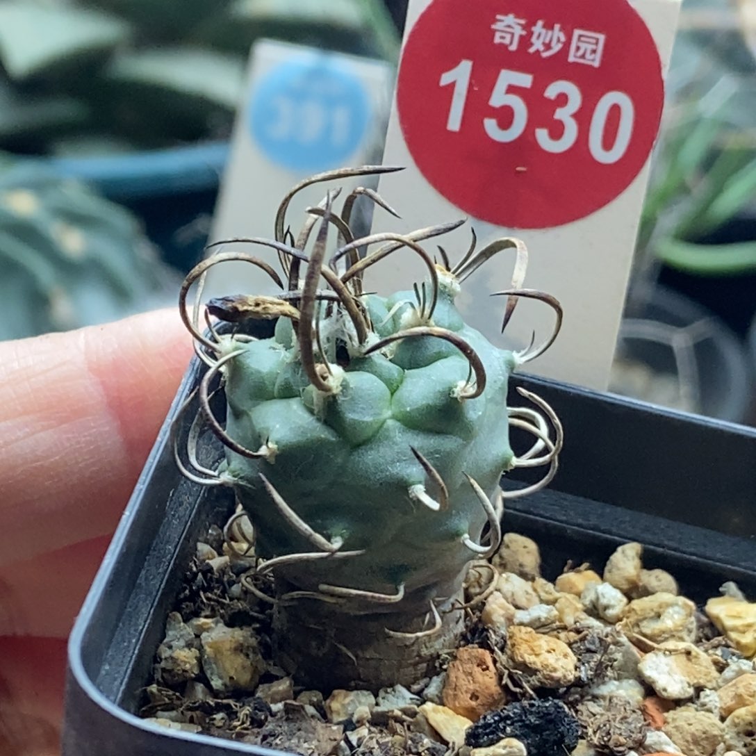 实生优选卷刺娇丽一棵仙人球