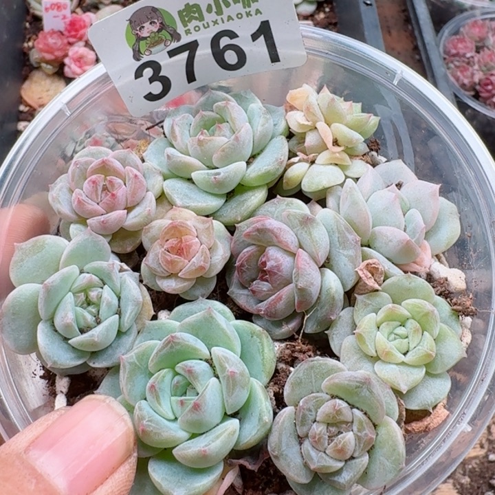 多肉植物多肉植物