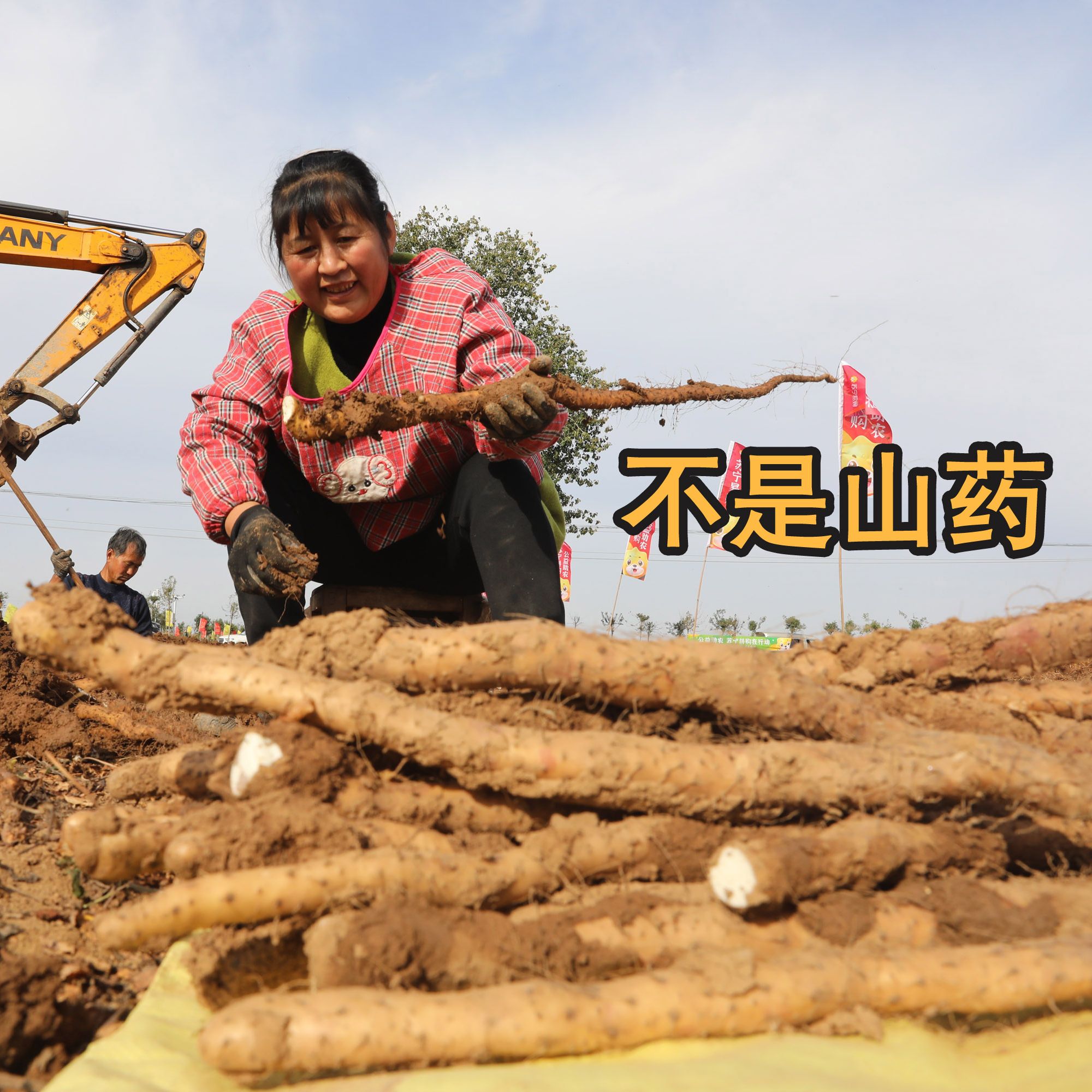 【锁锁】牧民自家草场里的 自然生长 无农残无药残 泡酒煲汤