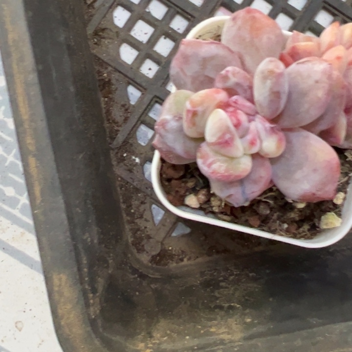 324石化锦多肉植物