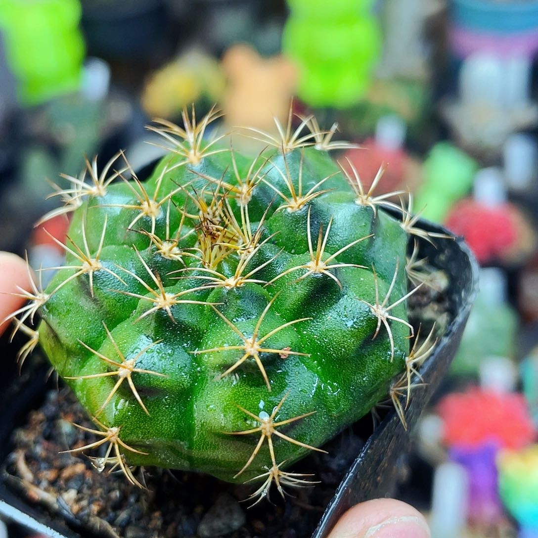 花环非偏远地区满25包邮仙人球