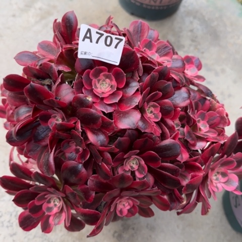 707美杜莎30厘米左右