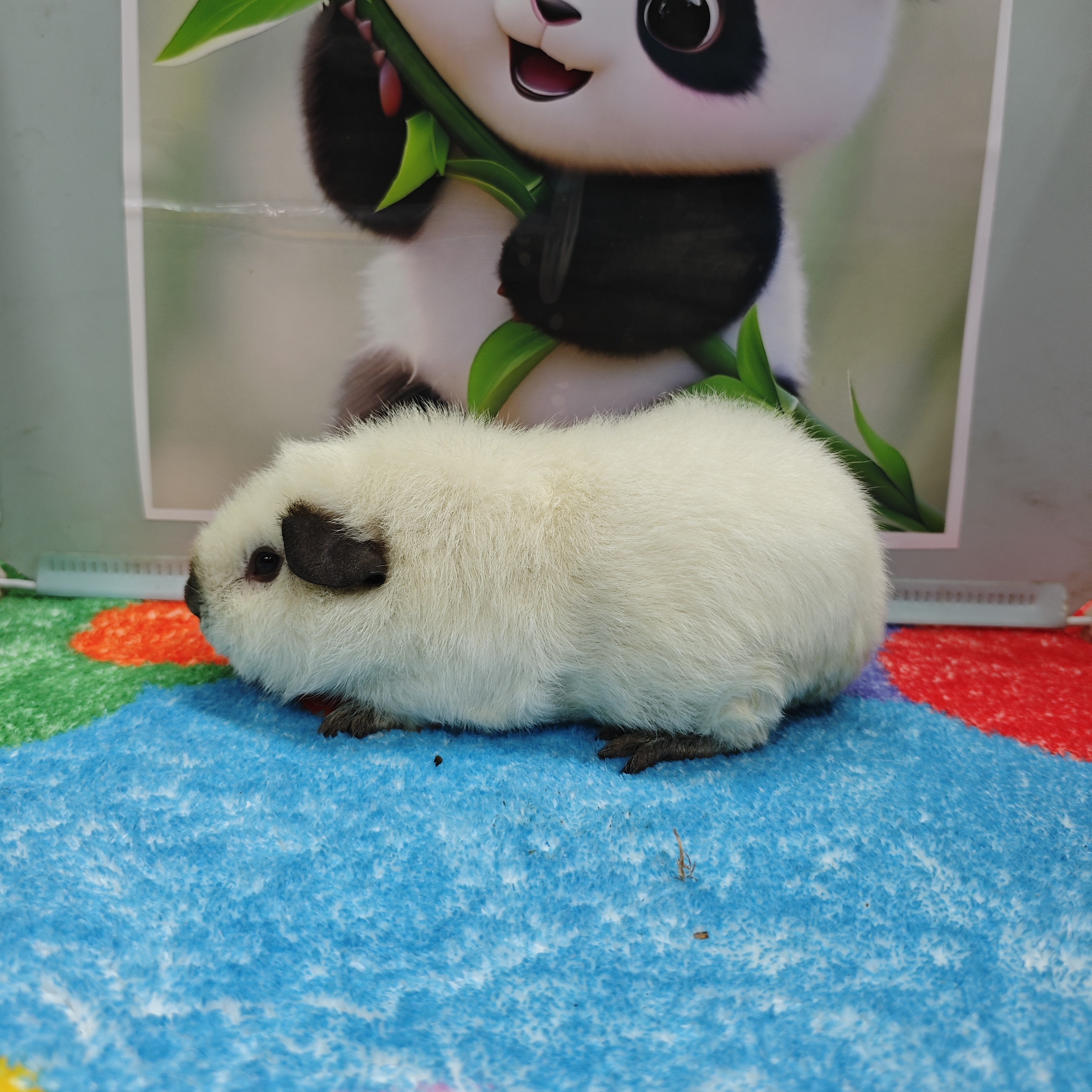 豚鼠宠物白泰加妺妺