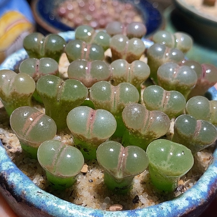 鲑鱼粉杂c10一组五颗