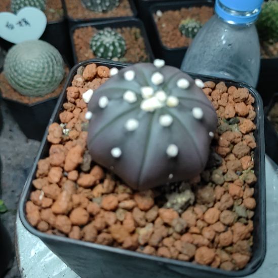 素***主实生紫皮兜带盆发货