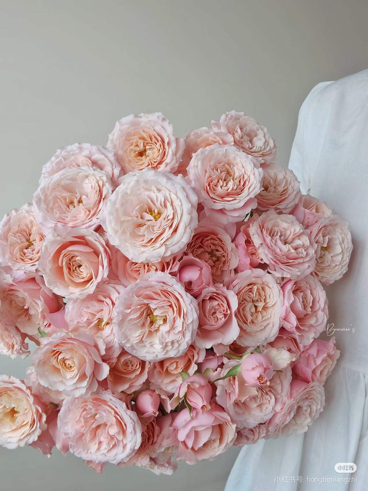 丽丽卡10支 两单包邮一单或低温不拍保温冻坏不售后