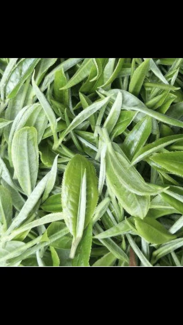 云南普洱茶生普腾冲单株，250克链接直播间临时用问清楚下手