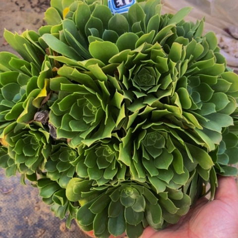 绿玫瑰多肉52多肉-