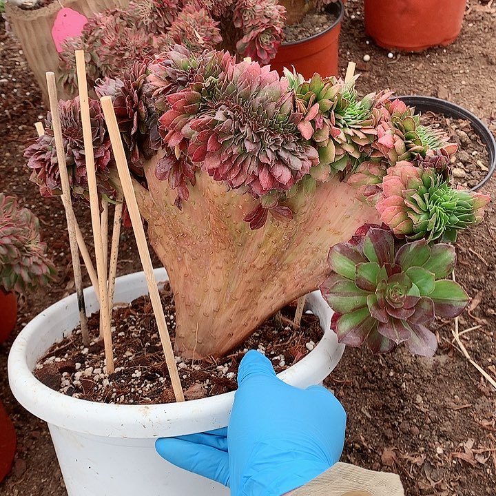 花月夜缀化脱土发货