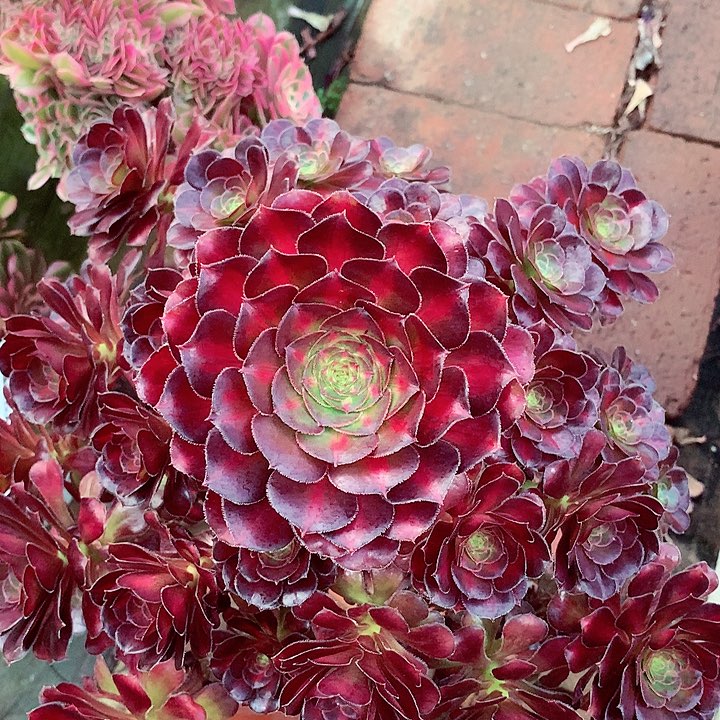 晚霞多肉植物啊啊