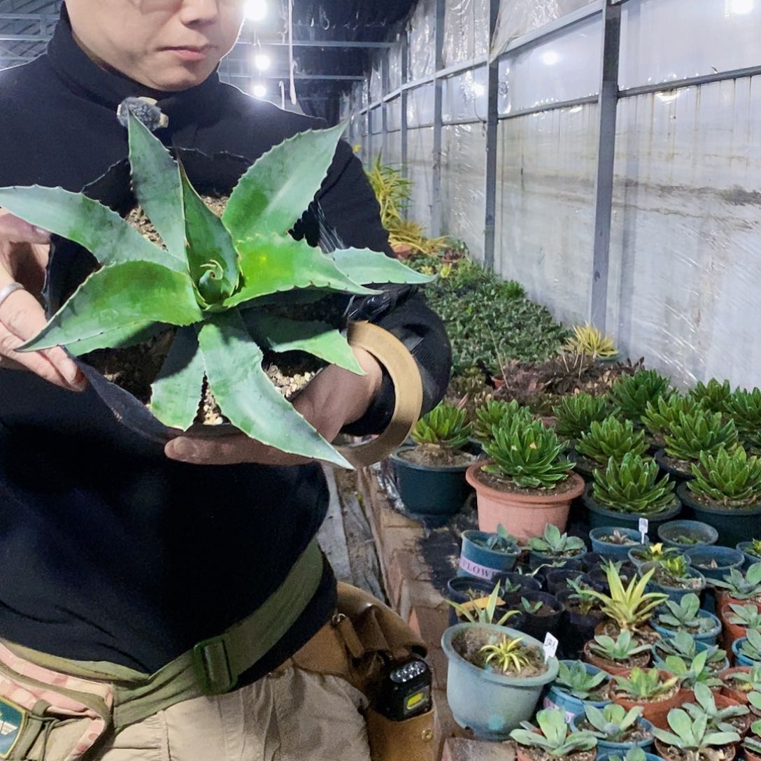 鲸鱼舌冠幅25厘米左右