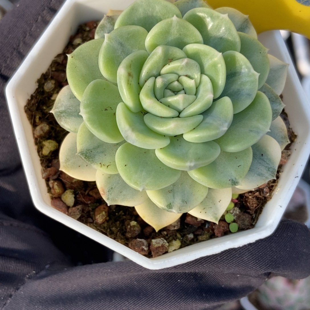 816布偶锦多肉葡萄