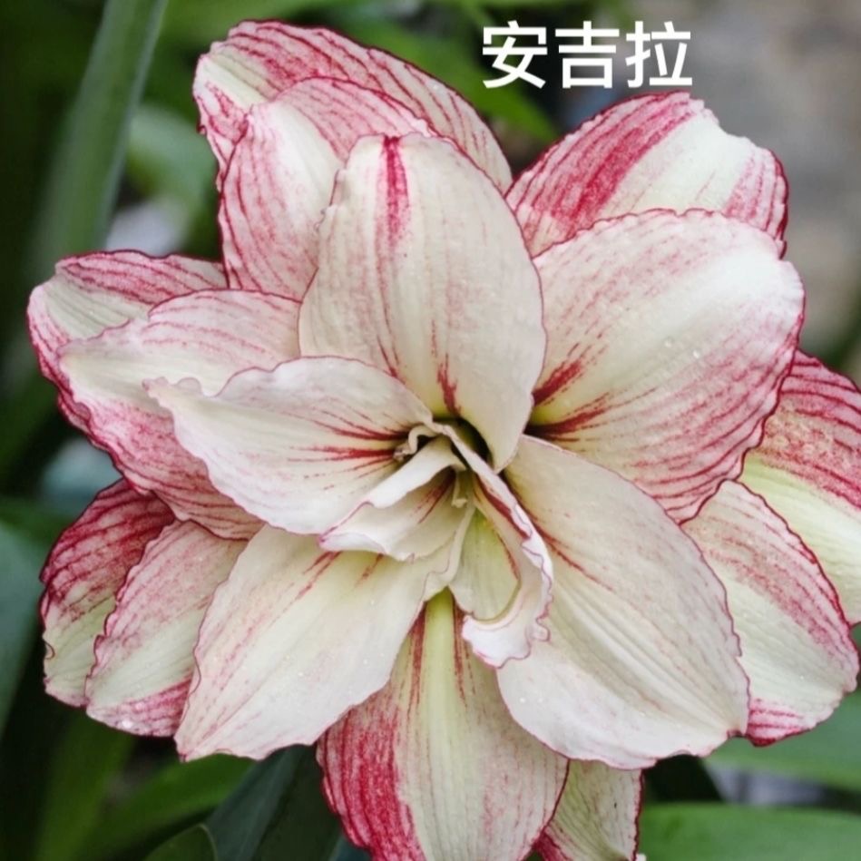 安吉拉）朱顶红种球5-6厘米
