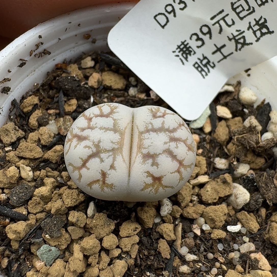 931多肉哈哈哈哈哈哈哈