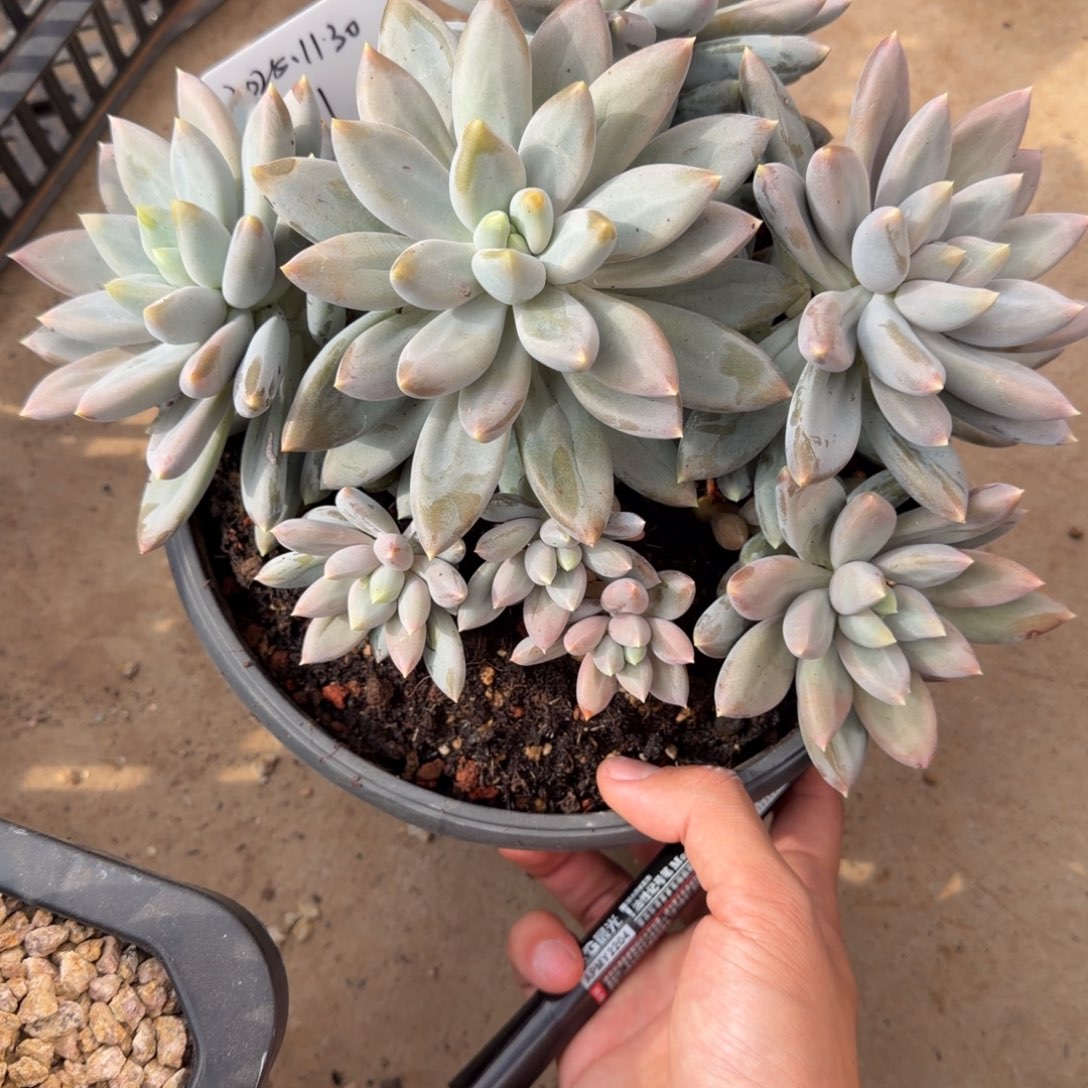 一物一拍黄胖体哥特捧花31