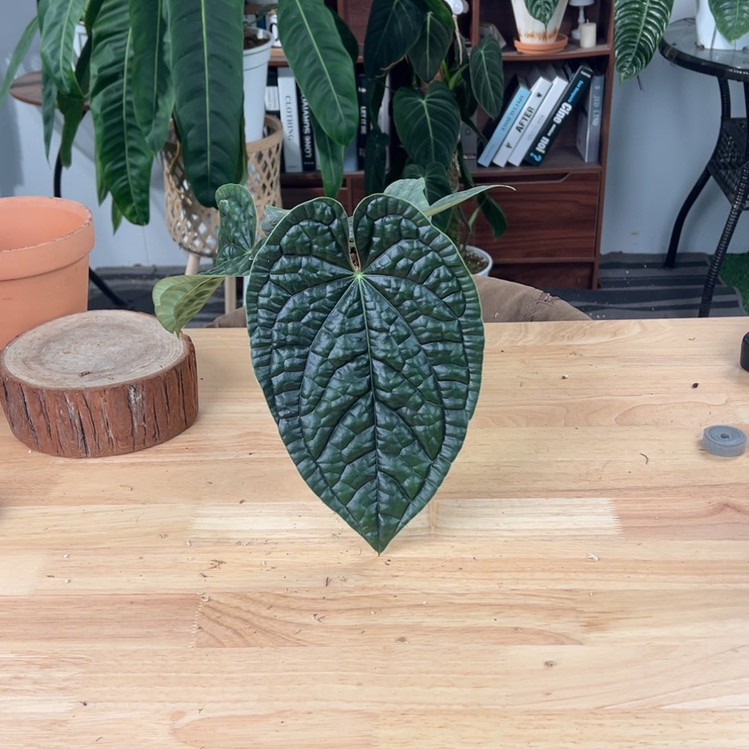 完全开放南美原桩黑奢