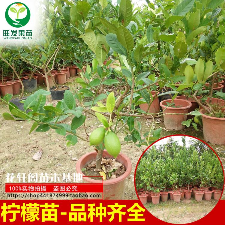 香水青柠檬树苗 黄柠檬 庭院阳台柠檬盆栽水果果树苗木 当年结果