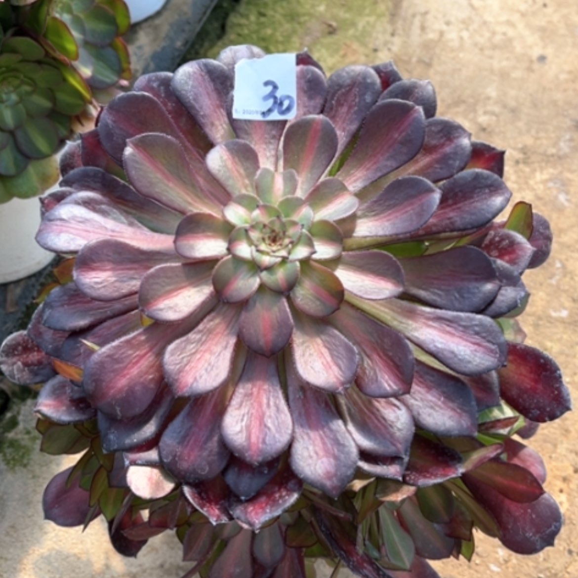 【闪购商品】30中班多肉法师