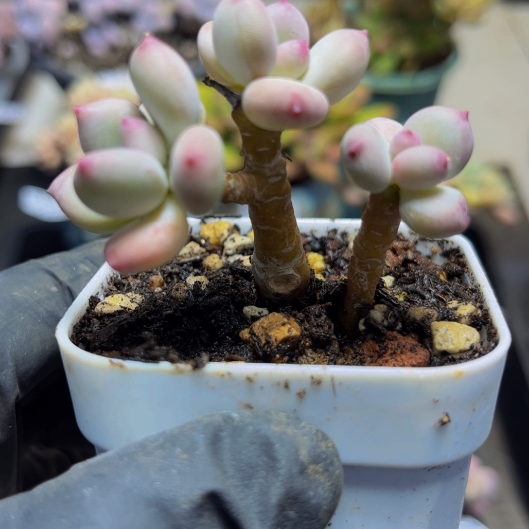 244四代苹果奶6厘米