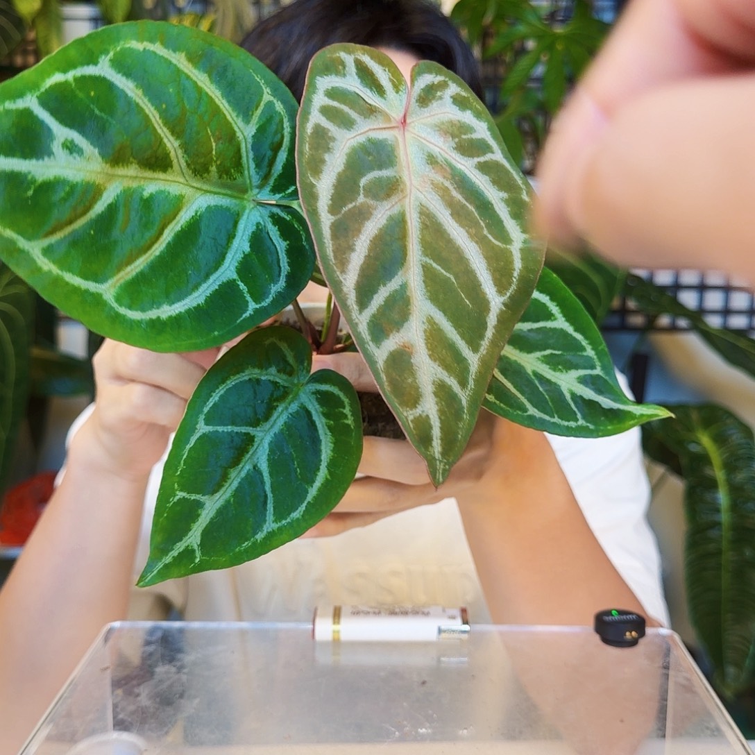 完全开放B17  银色 杂红水晶F2