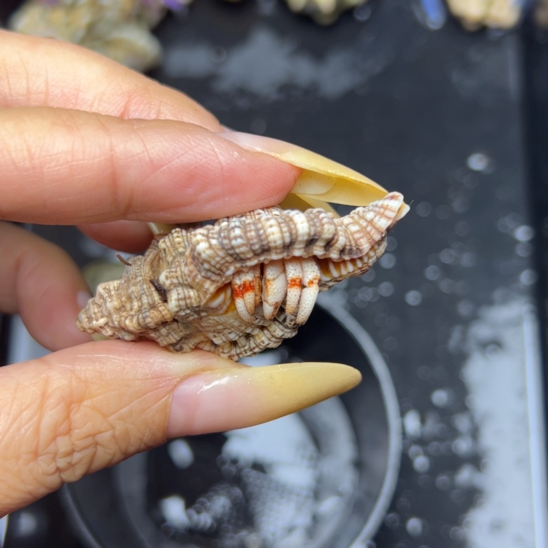 百草寄居蟹可可爱爱