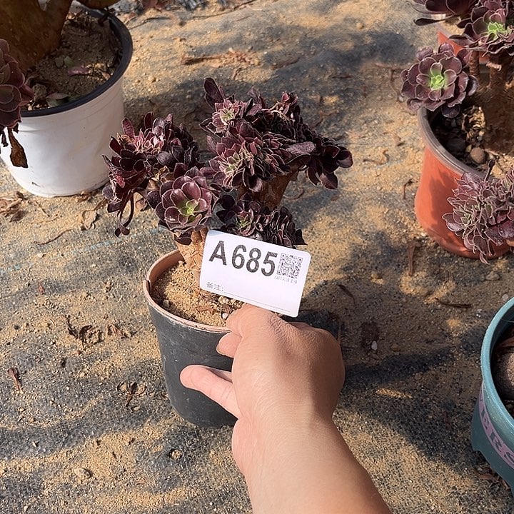 睡***人满28包邮一颗很小的欧紫