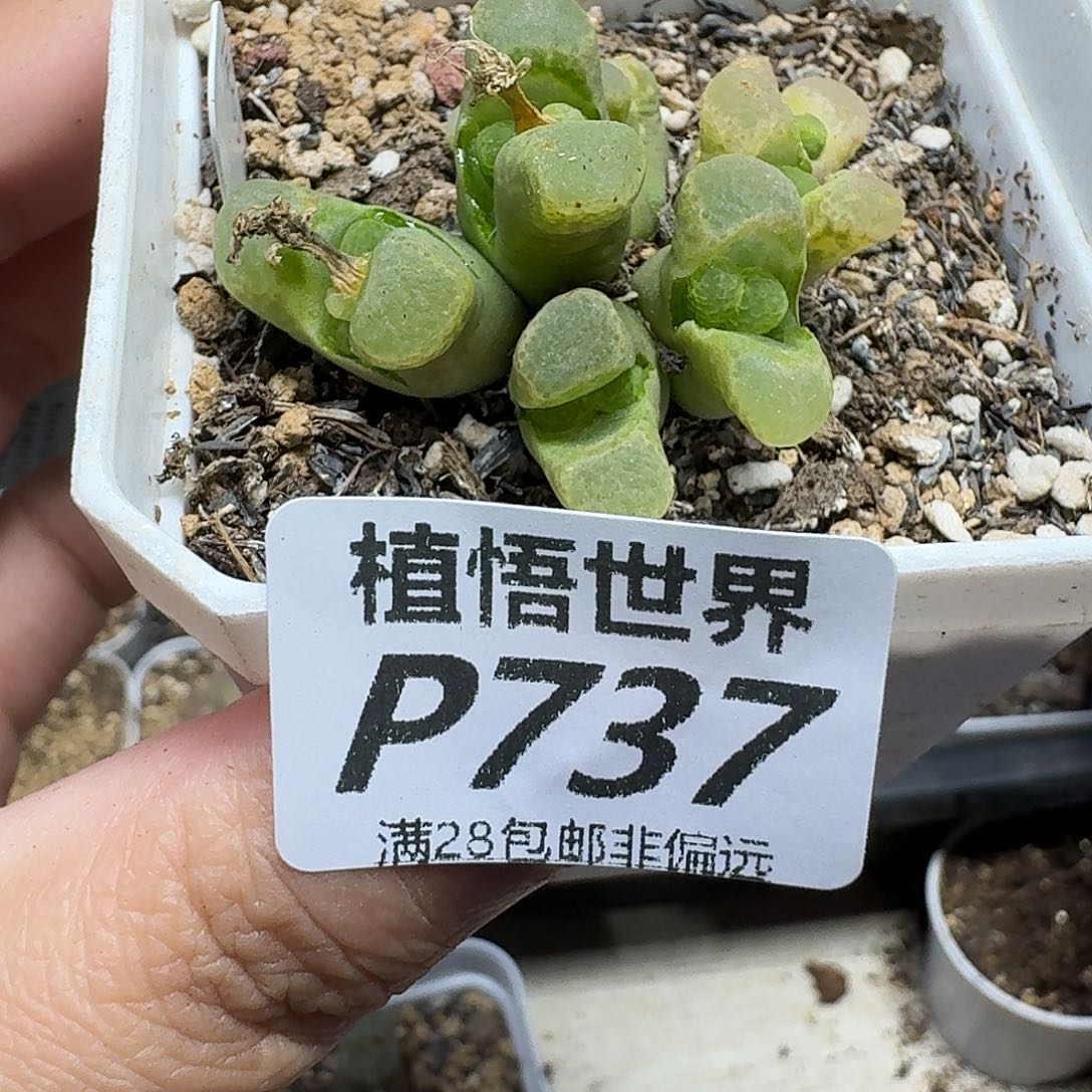 多肉植物的是fvbb