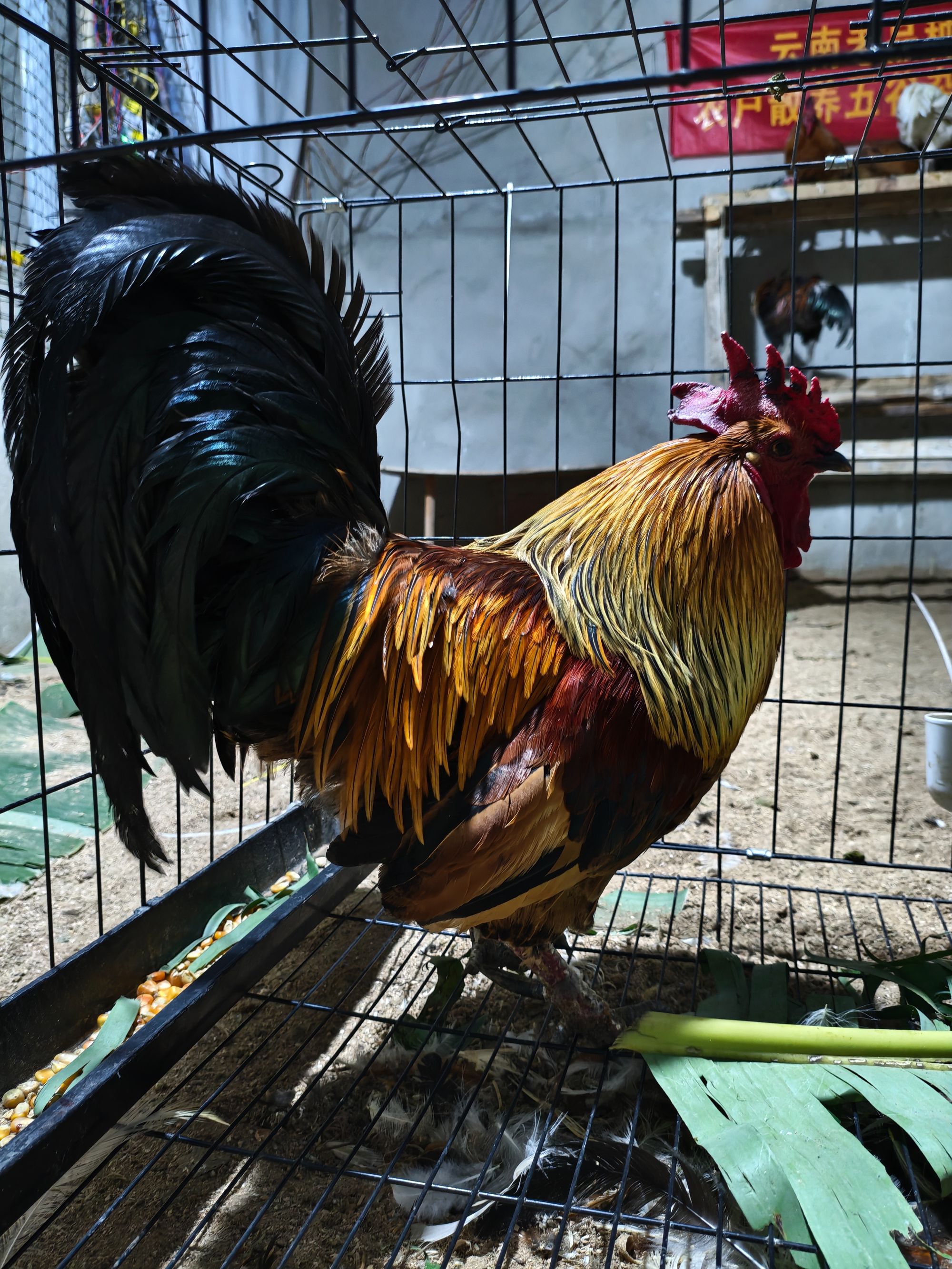 云南德宏本地跑地鸡 观赏鸡老土鸡 改价链接直播间询价 请勿私拍