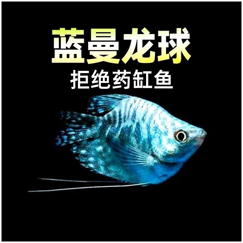 黄金球马甲鱼曼龙鱼珍珠马甲鱼热带鱼观赏鱼小型鱼丽丽鱼活体淡水