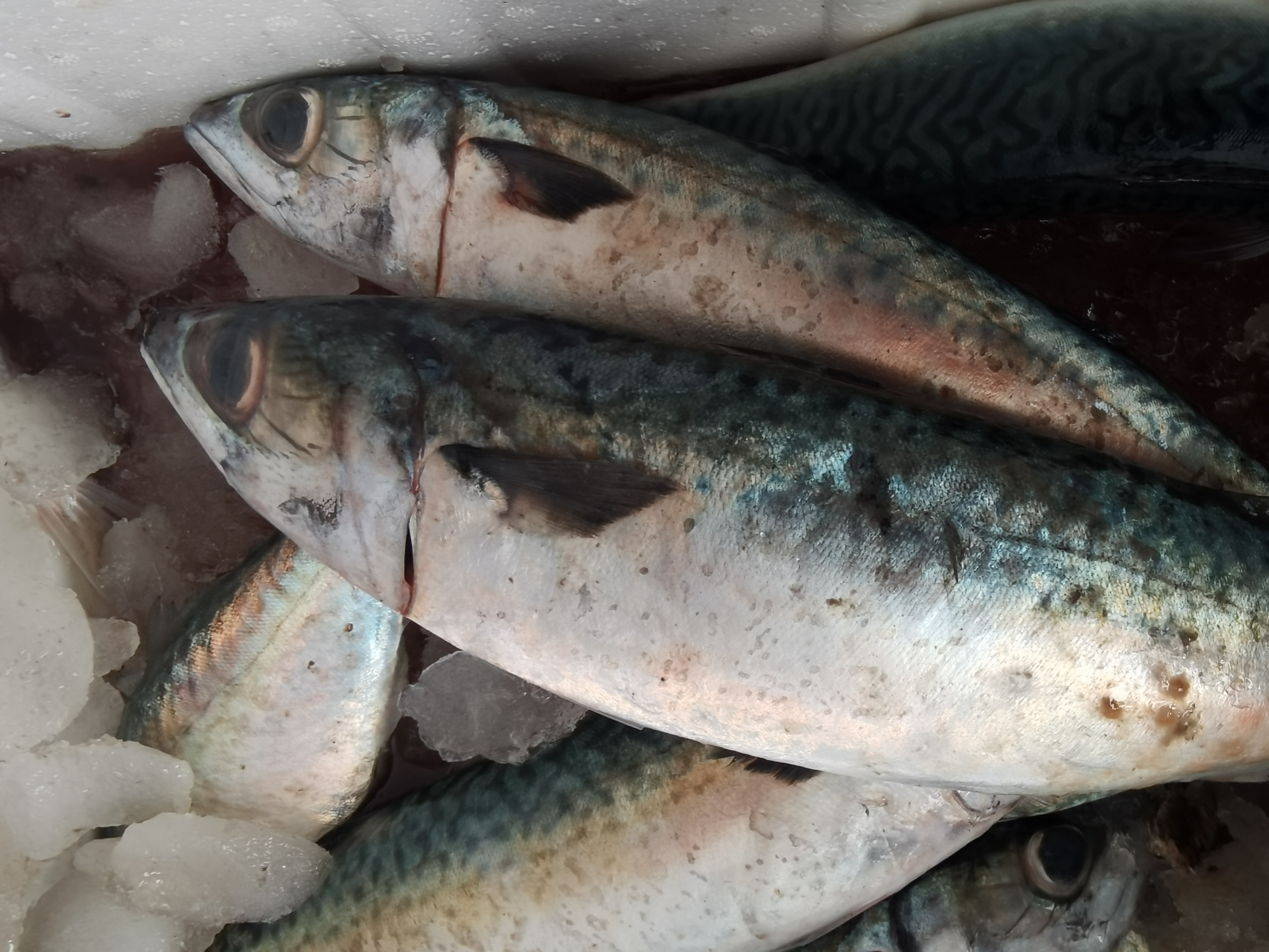 大连本地野生大台鲅鱼