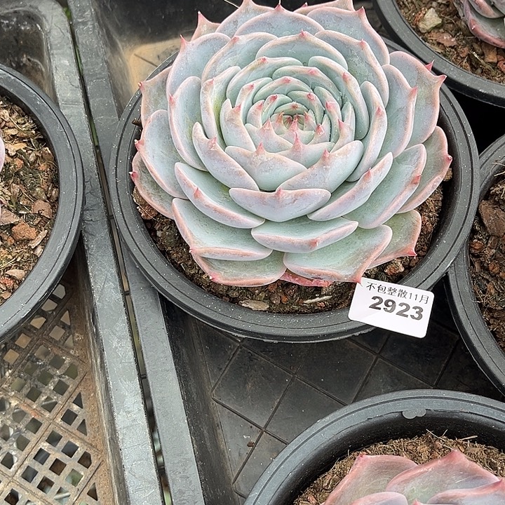 阿雅园艺。       2923皮卡丘