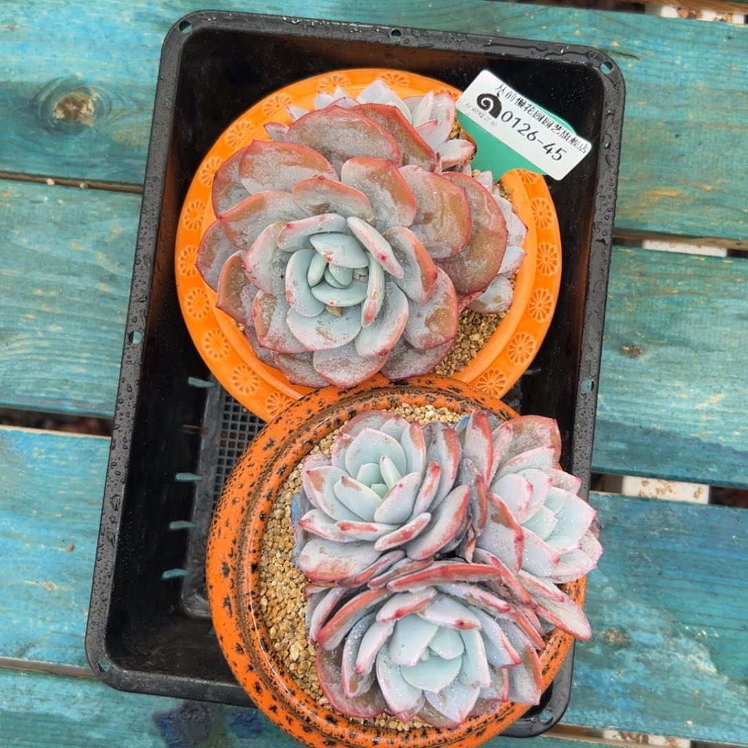 多肉编号0126-45