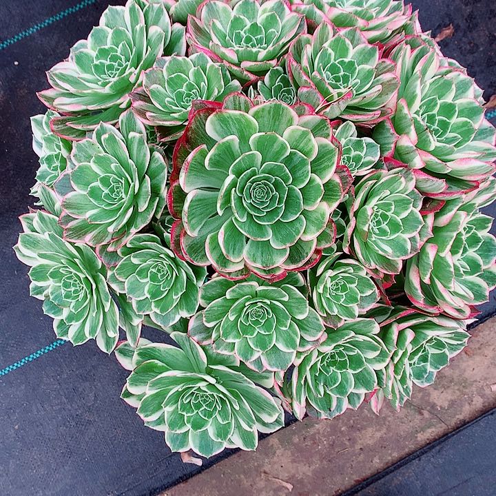 法师多肉图片植物