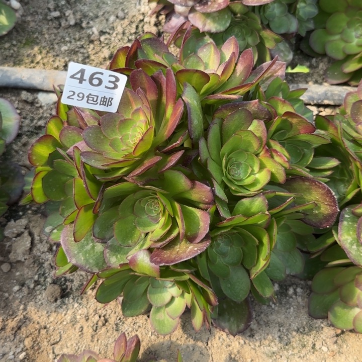 倾城中班……多肉植物……