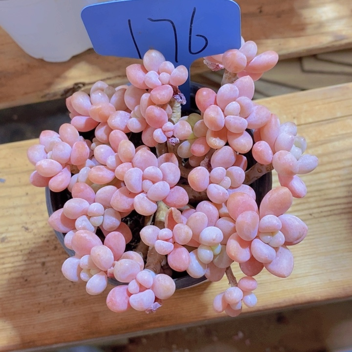 在家干吗你现在不说话