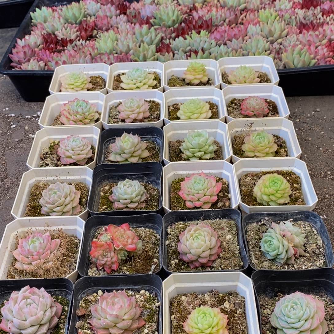 457多肉植物保护研究所所长助理研究员