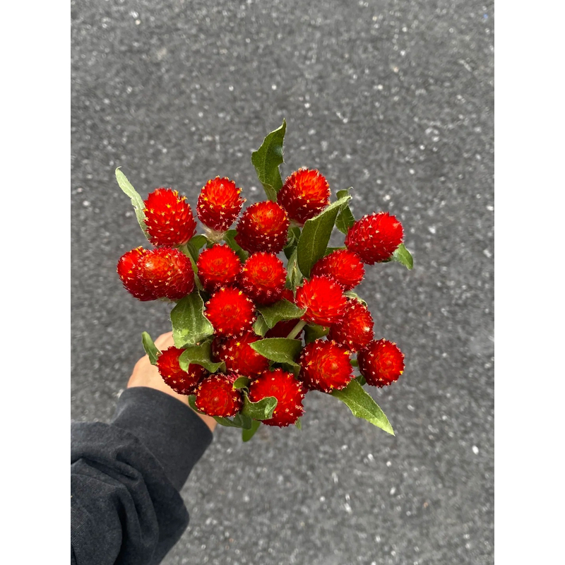 【千日红】 一单包邮 云南鲜花昆明基地现采现发