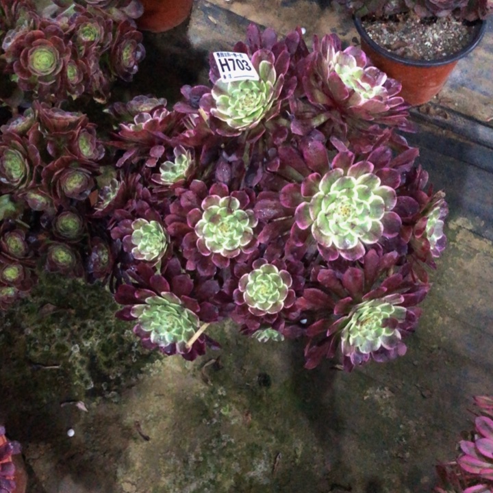 善***言水墨多肉70300000000000