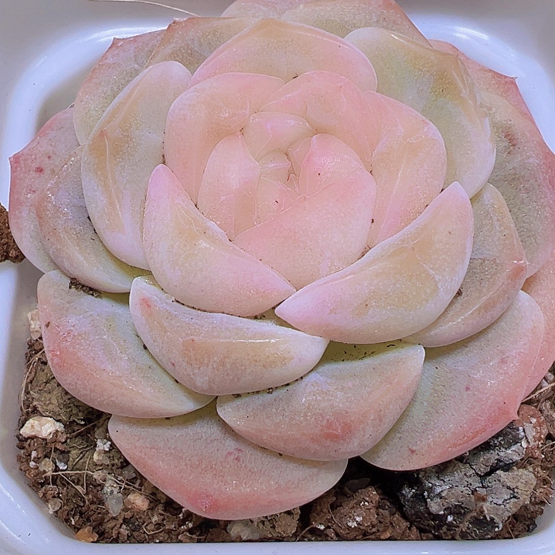良辰19包邮多肉植物
