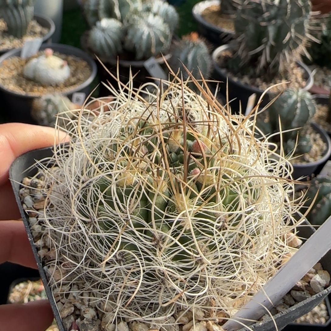 13脱土发 实生仙人球