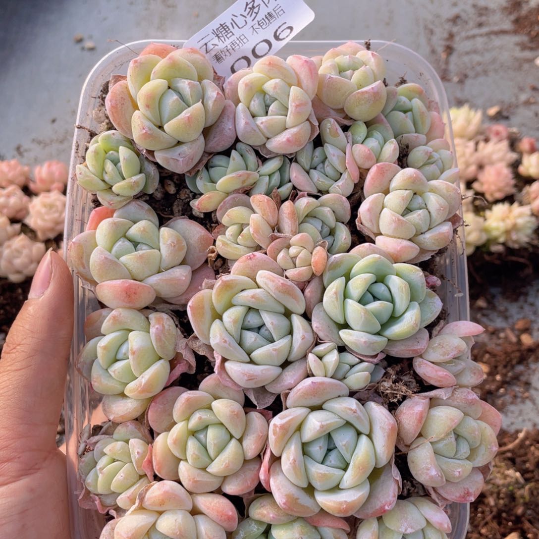 云糖心多肉植物006